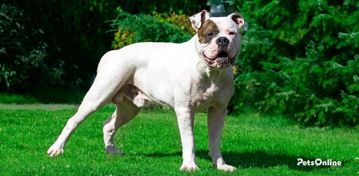 American bulldog dog breed photo 4