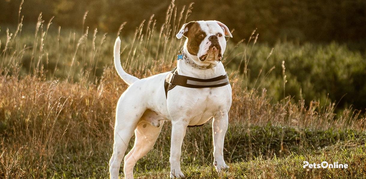 American bulldog dog breed photo 5