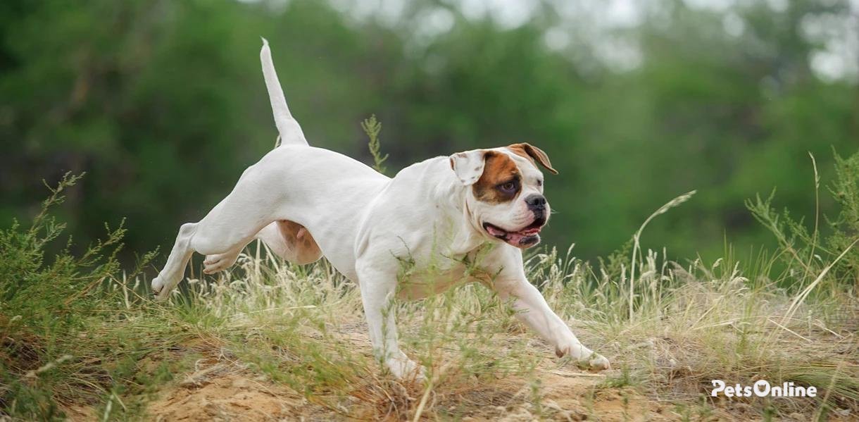 American bulldog dog breed photo 6