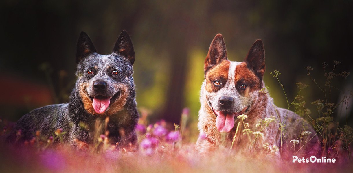 Australian Cattle dog breed photo 1