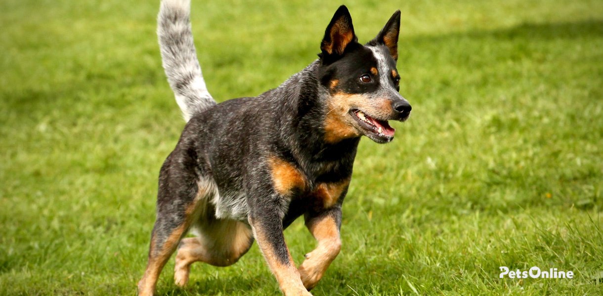 Australian Cattle dog breed photo 2