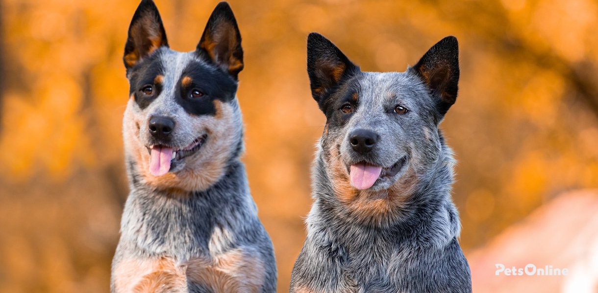 Australian Cattle dog breed photo 3