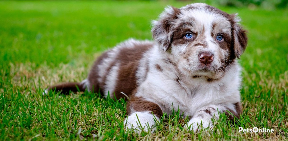 Australian Shepherd dog breed photo 2