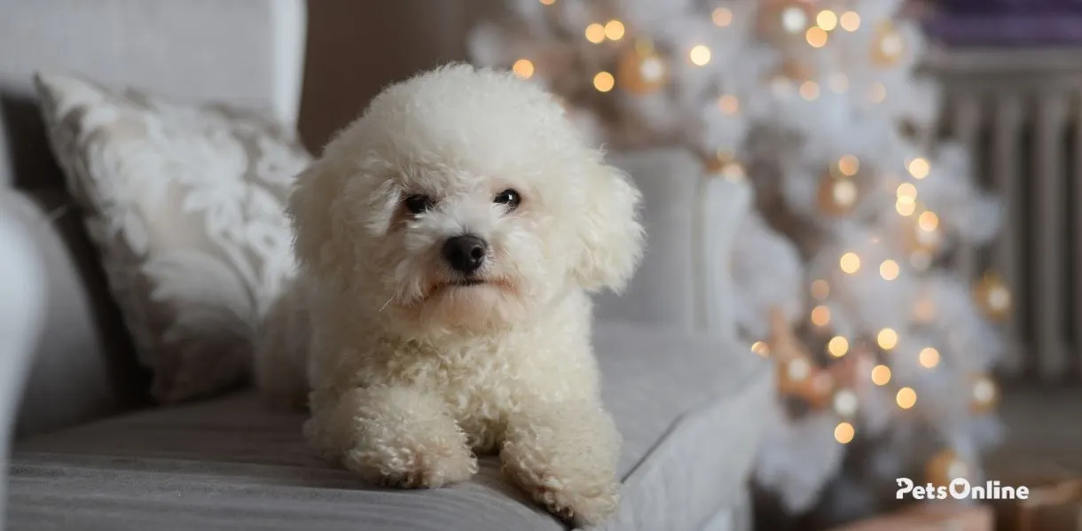 Bichon Frise dog breed photo 4