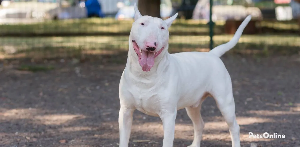 Bull Terrier photo 8