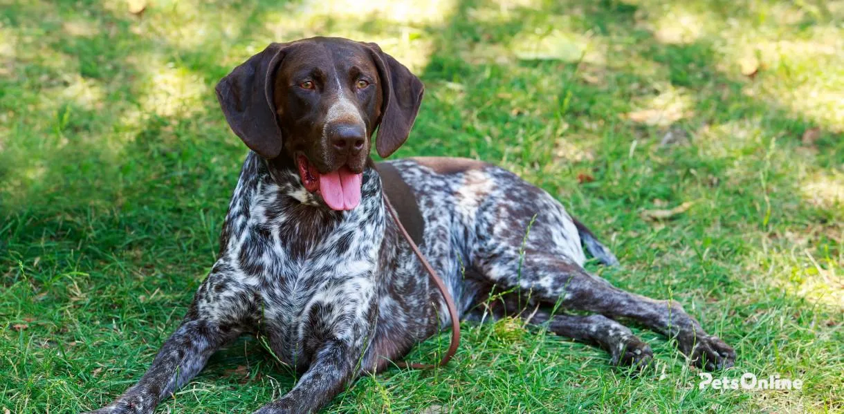 German Shorthaired Pointer photo 1