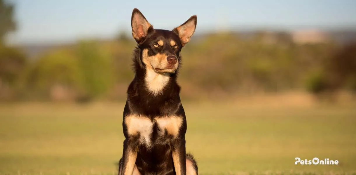 Kelpie dog breed photo 1