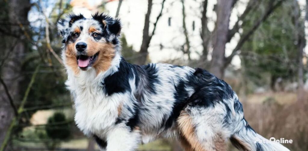 australian retriever dog breed photo 7