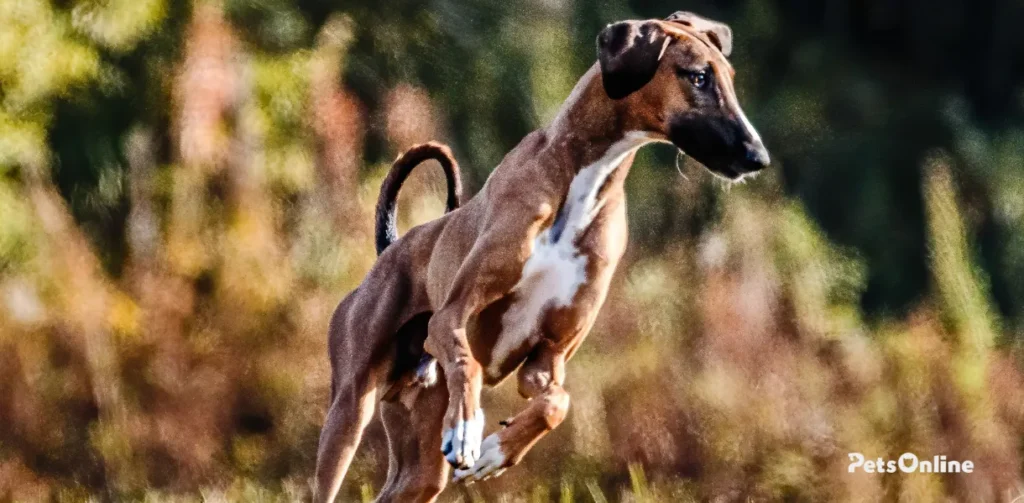 azawakh dog breed photo 8