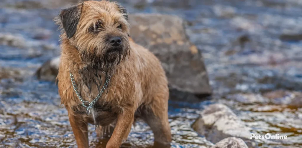 border terrier dog breed photo 3