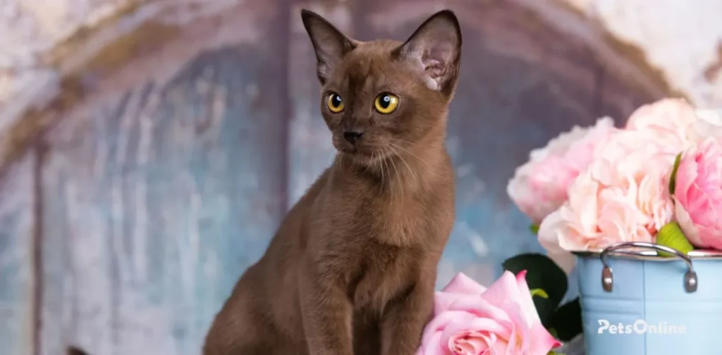 burmese cat breed photo 1