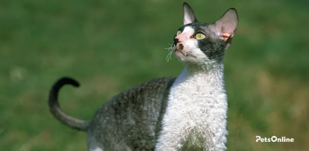 cornish rex cat breed photo 8