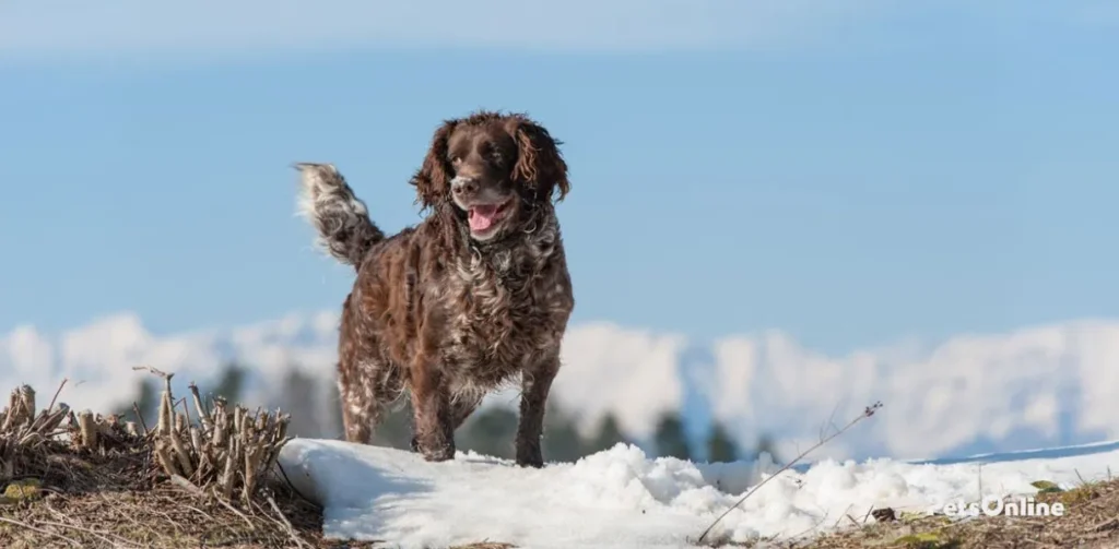 deutscher wachtelhund dog breed photo 1