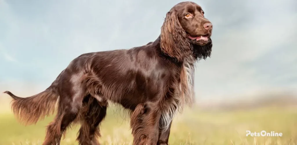 field spaniel dog breed photo 8