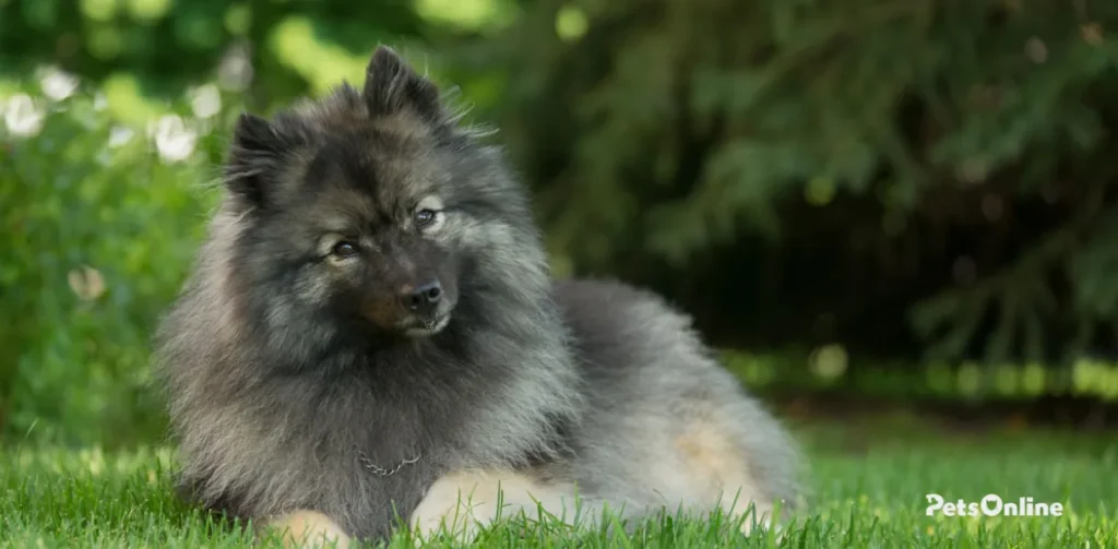 keeshond dog breed photo 1