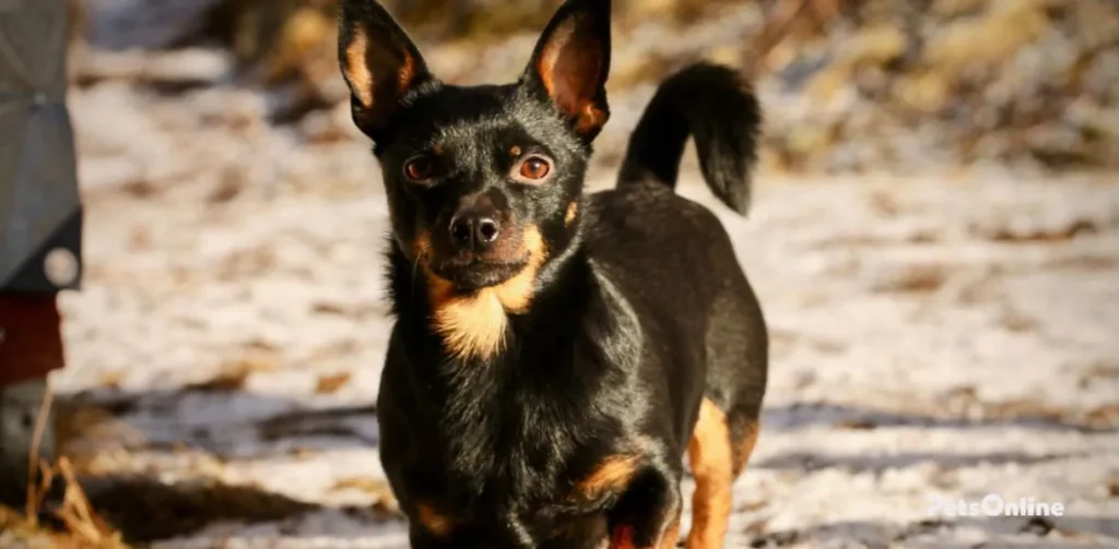 lancashire heeler dog breed photo 1