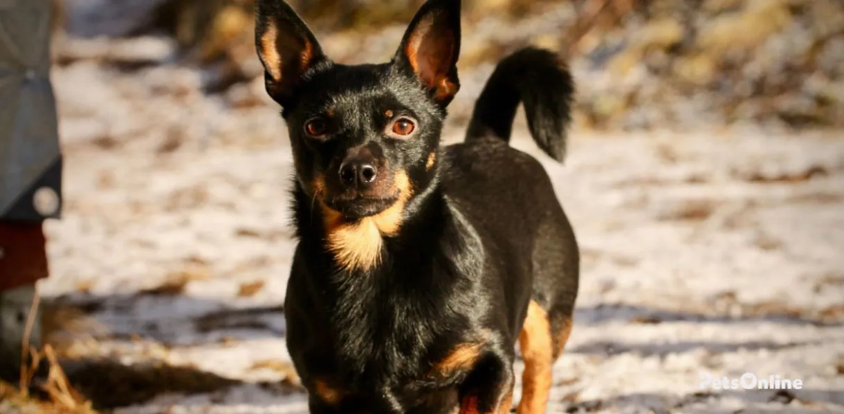 lancashire heeler dog breed photo 1