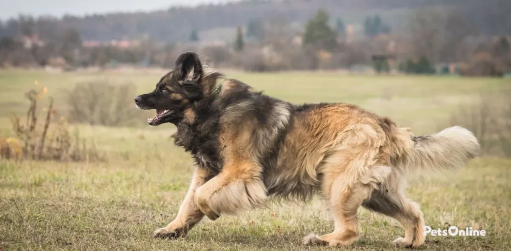 leonberger dog breed photo 1