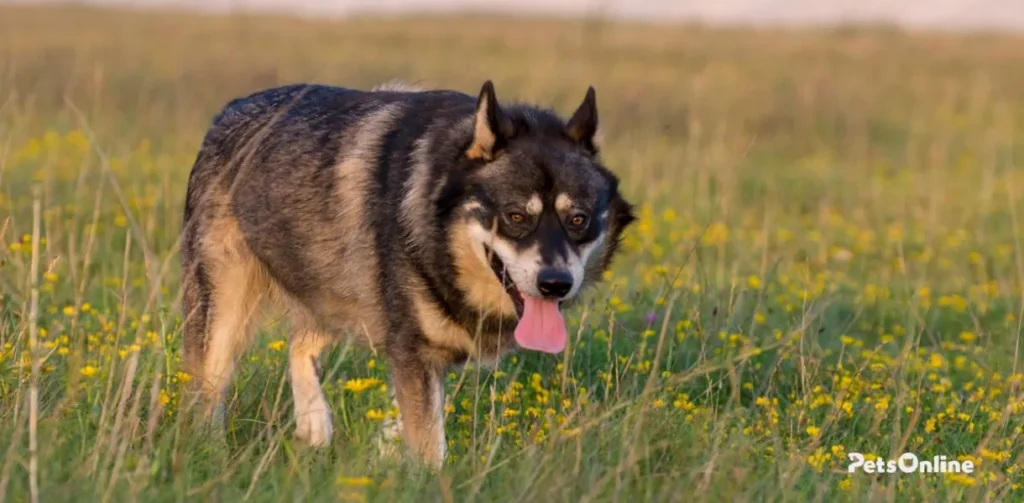 shepsky dog breed photo 3